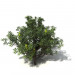 Modelo 3d Banksia serrate - preview