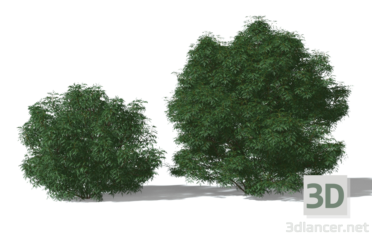 3d Black Elder Laciniata (Sambucus nigra Laciniata) model buy - render