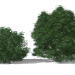 3d Black Elder Laciniata (Sambucus nigra Laciniata) model buy - render