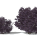 modèle 3D de Sureau noir Laciniata (Sambucus nigra Laciniata) acheter - rendu