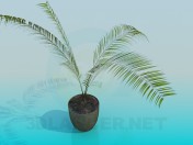 Pet plant-fern