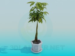 Pot avec plante verte