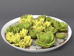 Succulents