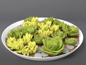 Plantes succulentes