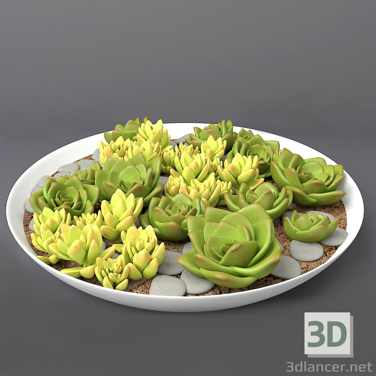 modèle 3D de Plantes succulentes acheter - rendu