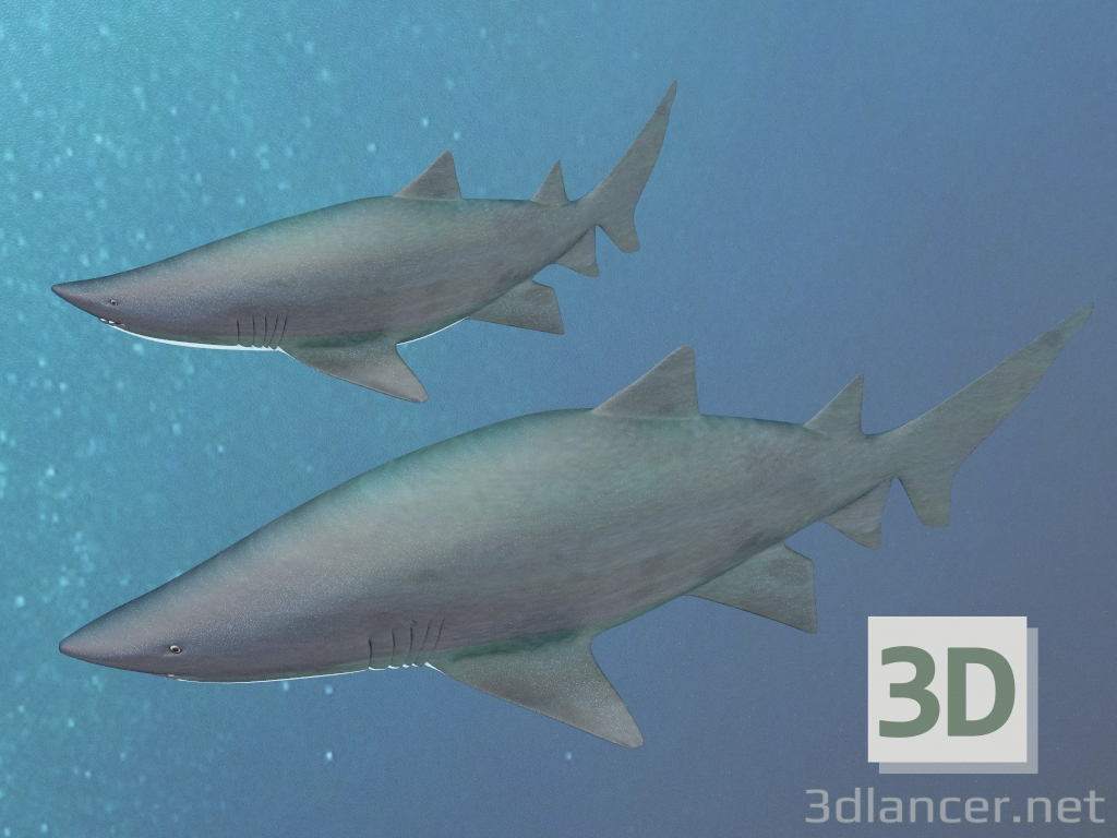 modèle 3D de Requin de sable tigre acheter - rendu