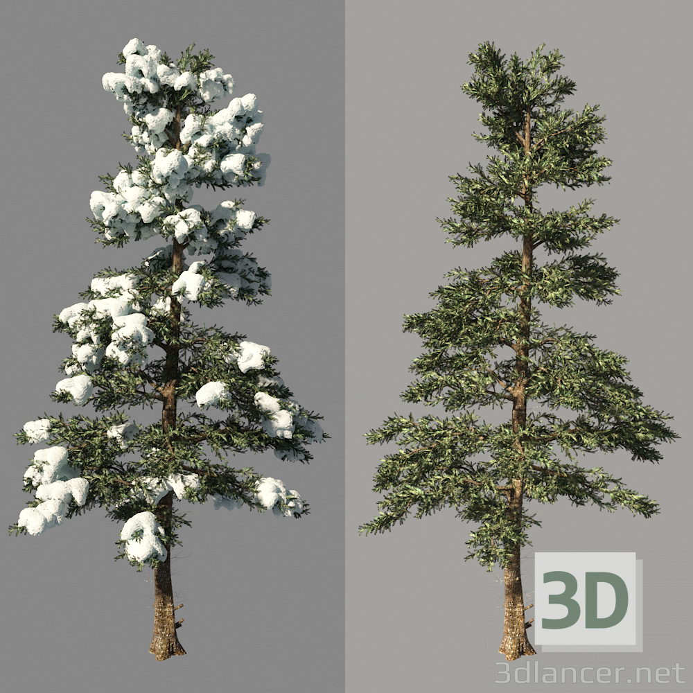 3D Kış spruce_Fir Kış modeli satın - render