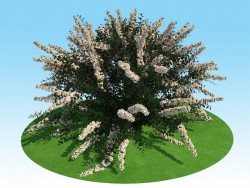 Modèle 3D du spiraea nipponskaya