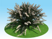 Modèle 3D du spiraea nipponskaya