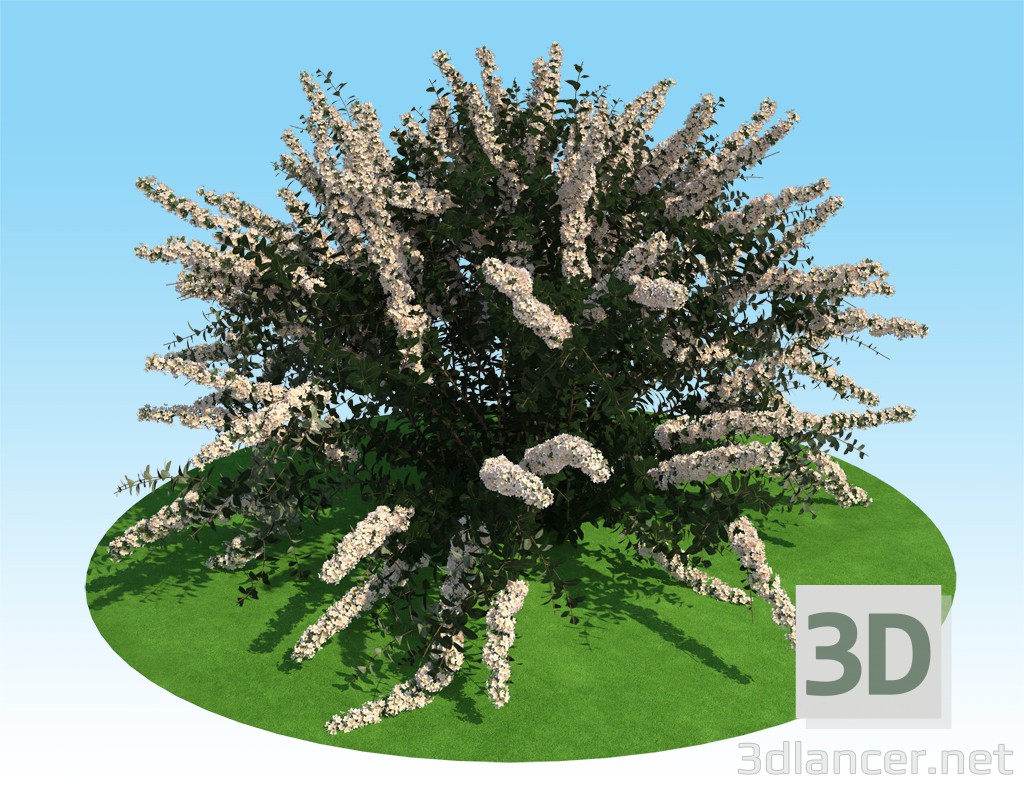 3d 3D-модель spiraea nipponskaya модель купити - зображення