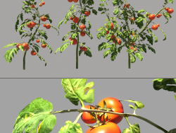 Tomato plants