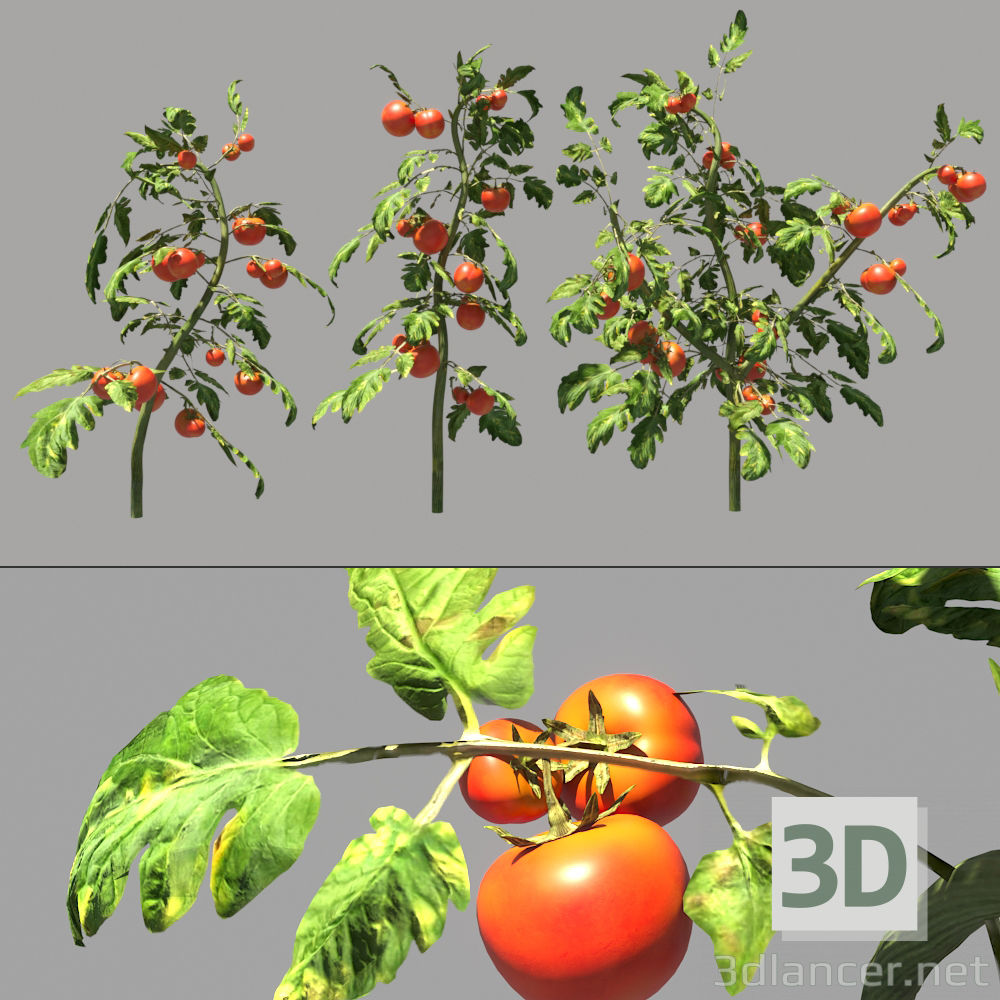 3d Tomato plants model buy - render