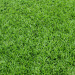 Texture Textures d'herbe Téléchargement gratuit - image