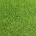 Texture Textures d'herbe Téléchargement gratuit - image