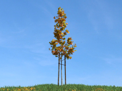 Árbol