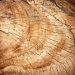 Texture tree cut 19 free download - image