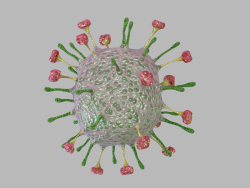 Virus Nipah