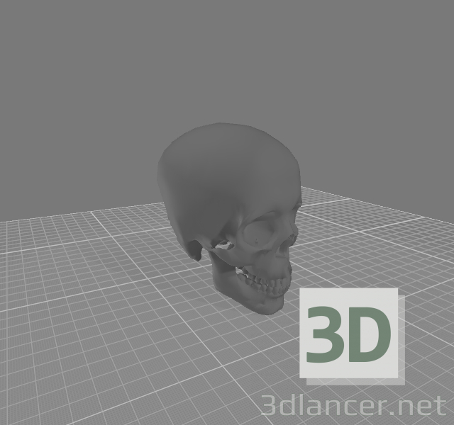 modello 3D cranio - anteprima