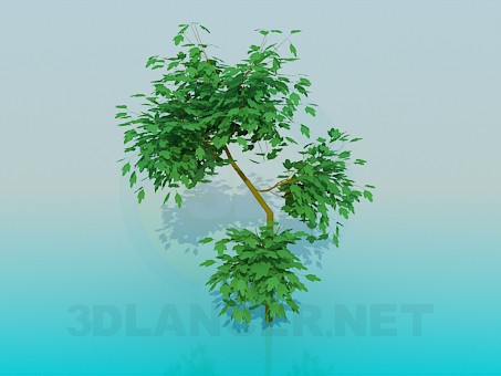 Modelo 3d Maple - preview