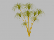 Papyrus plant