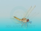 Libellula