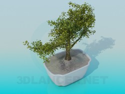 Bonsai in einer Schale