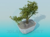 Bonsai in einer Schale