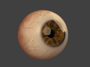 Eye