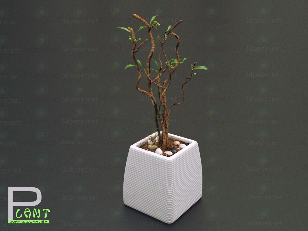 3D Houseplant modeli satın - render