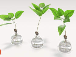 Vases avec plantes.