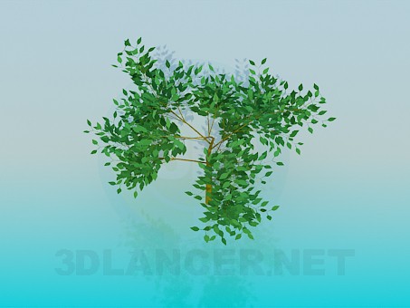 3D modeli Düşük ağaç - önizleme