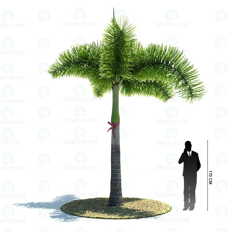 3d model Desert Palm - preview