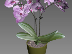 Orquidea 3d modeli