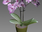 Orquidea modèle 3d