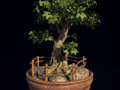 Albero dei bonsai