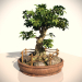 Bonsai-Baum 3D-Modell kaufen - Rendern