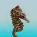 3d model Sea horse - preview