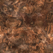 Texture walnut root 7 free download - image