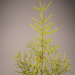 modello 3D di Albero di Natale, abete rosso, abete rosso, albero di Natale, conifera comprare - rendering