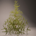 modello 3D di Albero di Natale, abete rosso, abete rosso, albero di Natale, conifera comprare - rendering