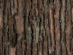 Pine bark texture