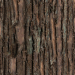 Textura de casca de pinheiro comprar textura para 3d max