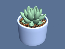 Succulentes en pot.