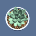 3d model Succulent in a pot. - preview