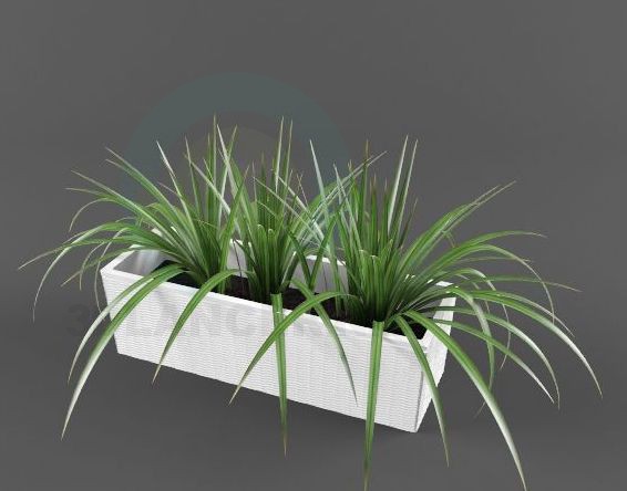 modèle 3D Dracaena - preview