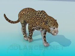 Leopardo