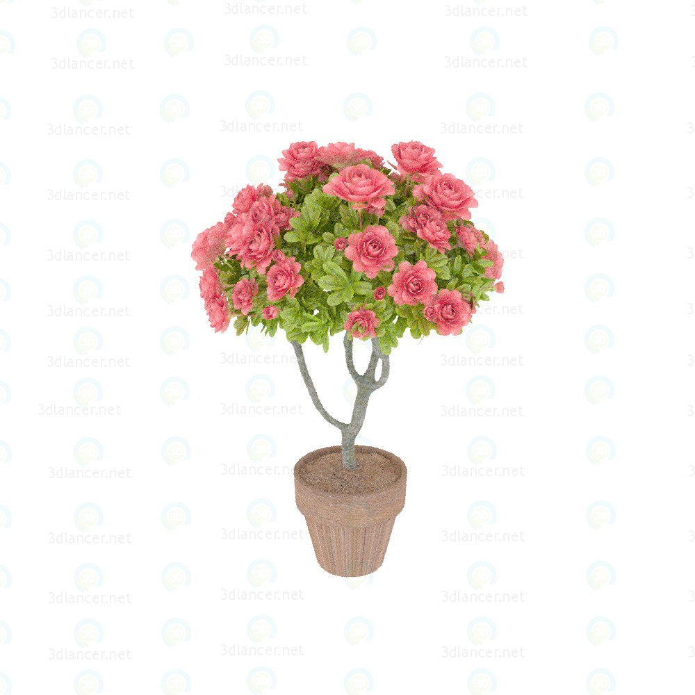 3d model árbol de la azalea - vista previa