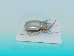 Scarabeo di regalo