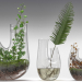 3d Plant terrarium. SET PREVIEWNUM#