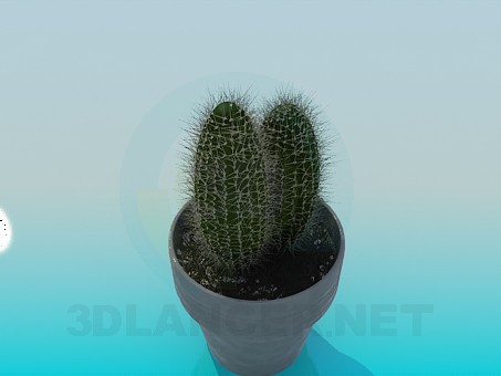 3d model Cactus - preview